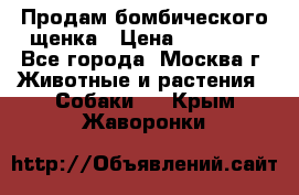 Продам бомбического щенка › Цена ­ 30 000 - Все города, Москва г. Животные и растения » Собаки   . Крым,Жаворонки